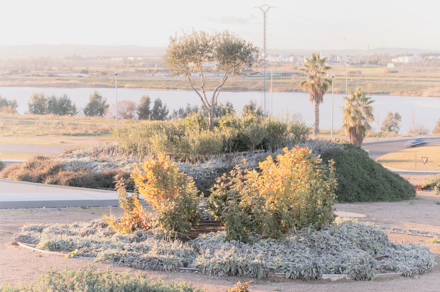 05 DEHESA Landscape_Green Roof_Current State.jpg