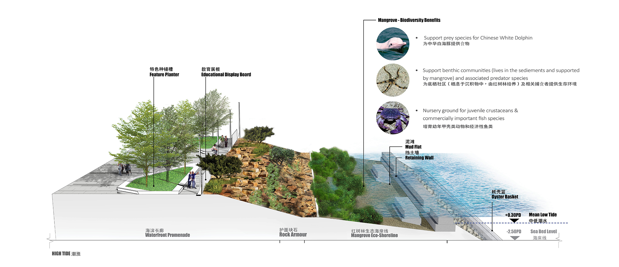 MANGROVE ECO-SHORELINE 红树林生态海岸线_High TIDE 潮漲_rev..jpg