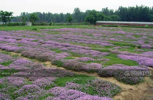 赵惠恩：植被生态恢复需要前瞻性思考