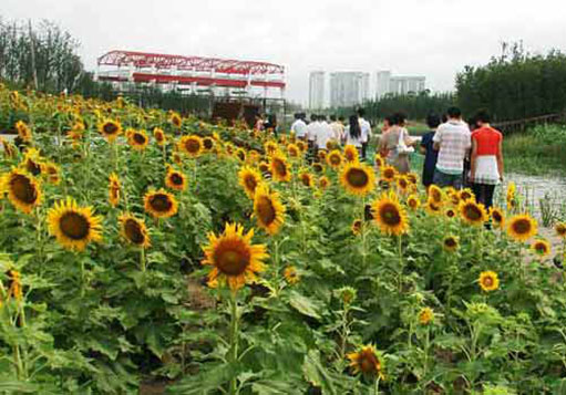 2010年ASLA专业奖