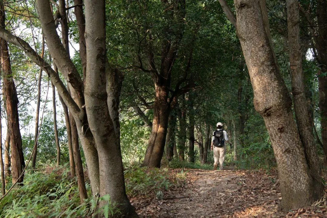 未名新作首发 | 山野有乾坤 都市藏鲲鹏-深圳山海连城计划 罗湖区东湖公园郊野径-莲塘口岸线