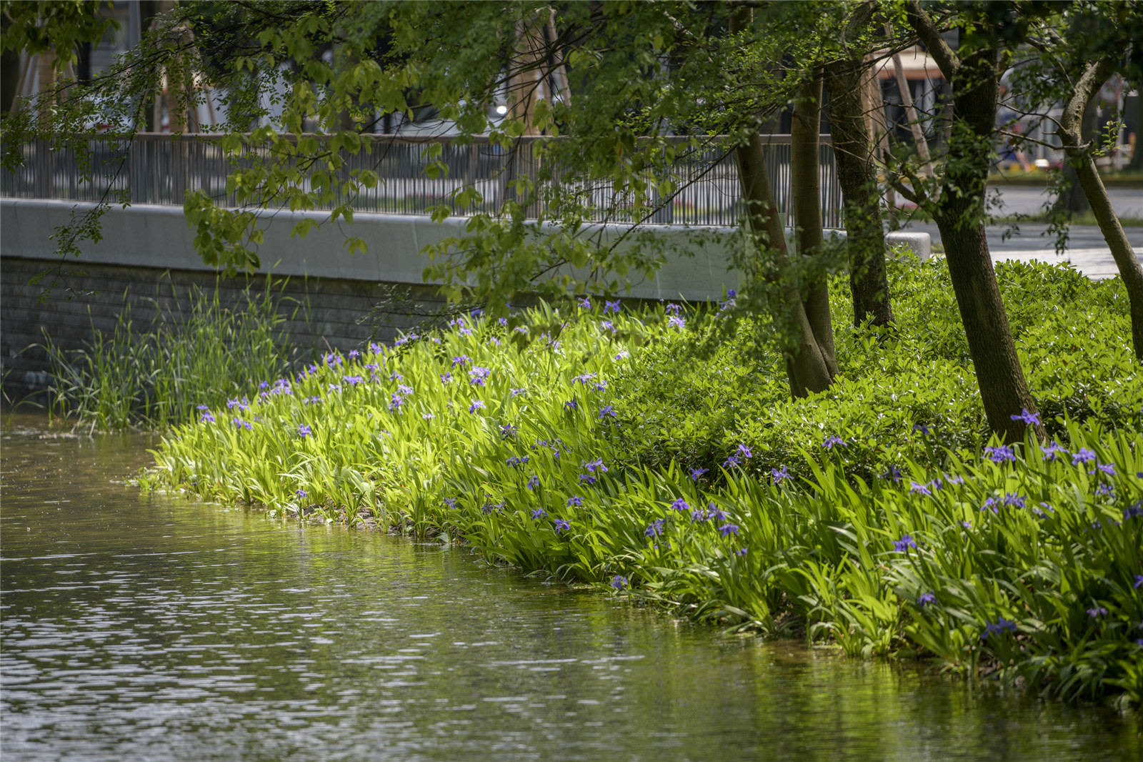 13 plant on the water edge R1_High_019 © Wang Zilu.jpg