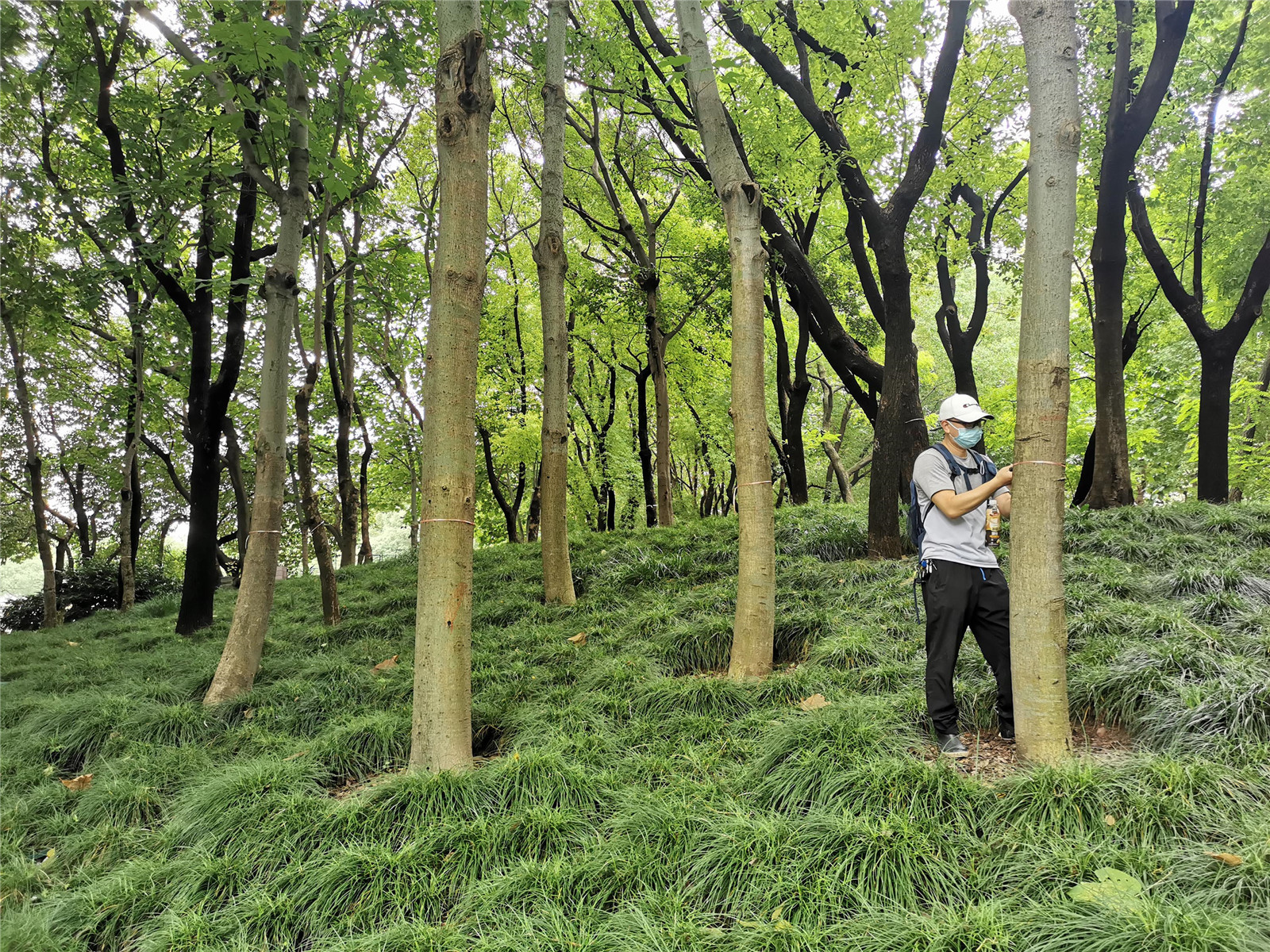 81树木移植移除标记.jpg