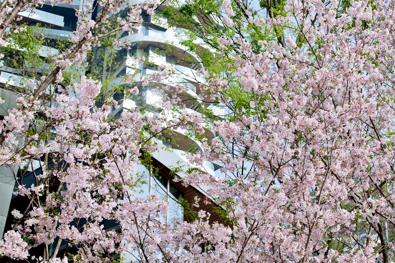 建筑在花瓣的遮蔽中若影若现.jpg
